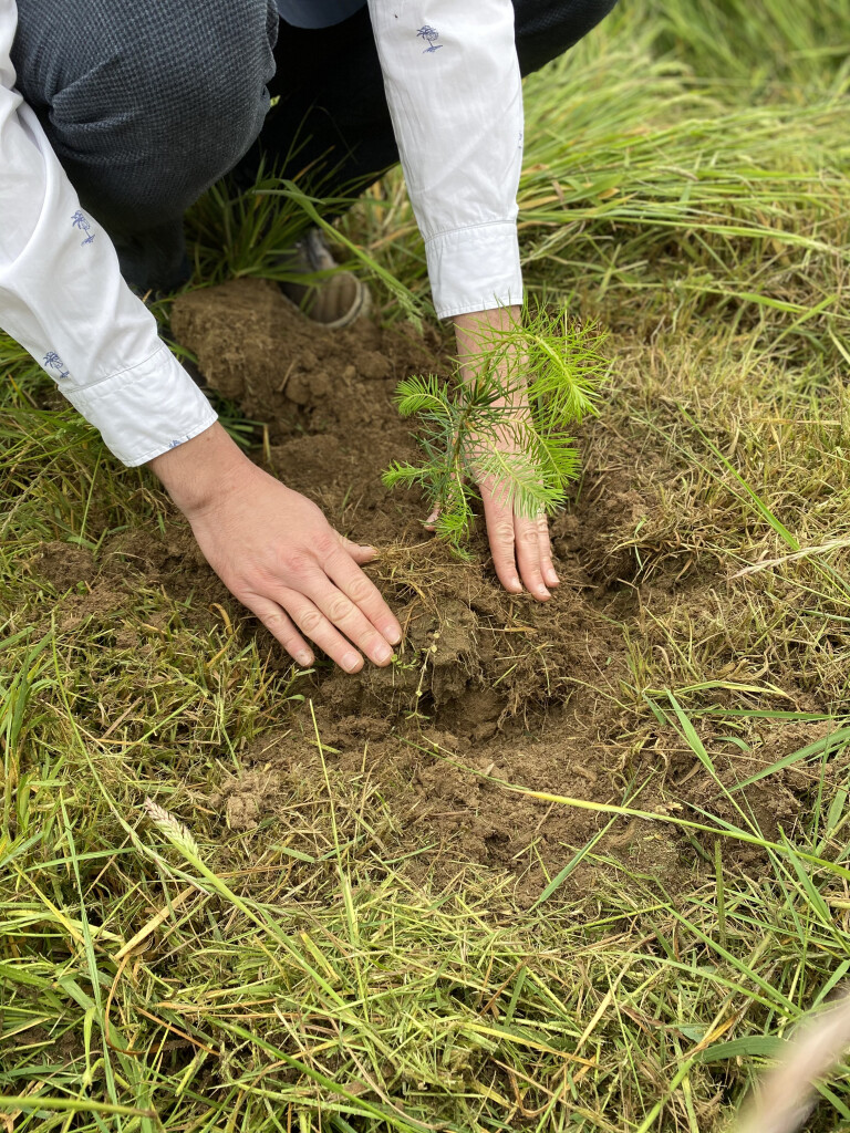 1Facture1Arbre, la solution pour les entreprises qui souhaitent valoriser leur démarche envers le développement durable